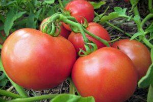 Description de la variété de tomate de mi-saison Pani Yana et instructions de culture