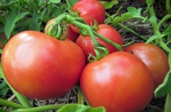 แปรงมะเขือเทศ