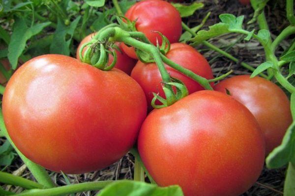 แปรงมะเขือเทศ