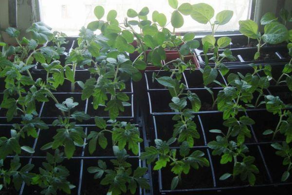 การปลูกต้นกล้า