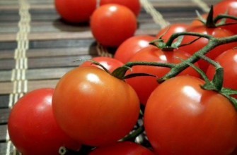 มะเขือเทศปีเตอร์ฮอฟ