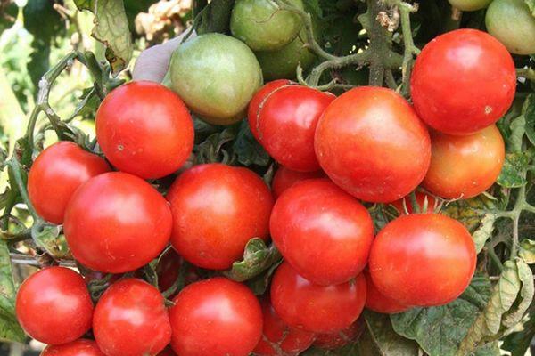 พุ่มไม้ที่มีมะเขือเทศ