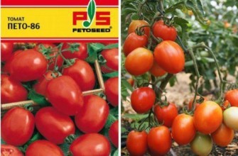 ลักษณะของมะเขือเทศ