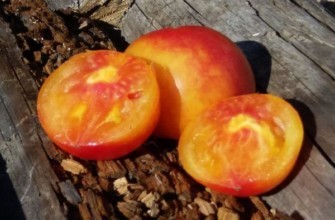 มะเขือเทศเปลวไฟ