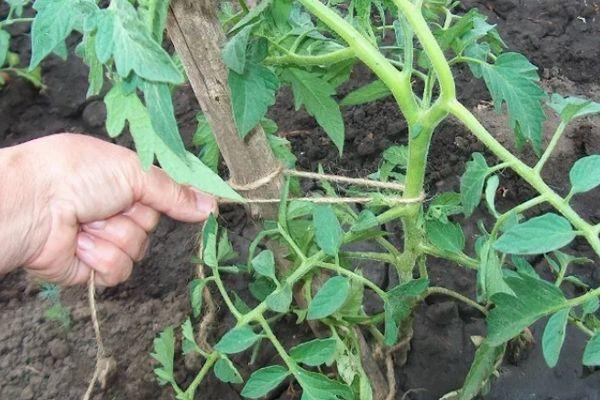 Jarretière de tomate