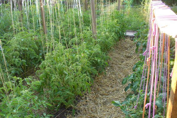 Cultiver des tomates
