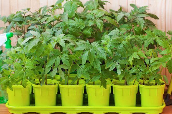 กระถางพร้อมต้นกล้า