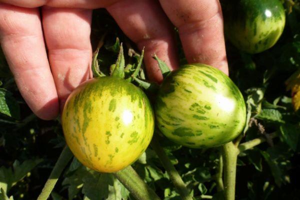 มะเขือเทศลายทาง