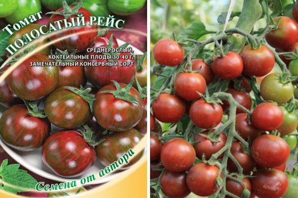 เมล็ดมะเขือเทศ