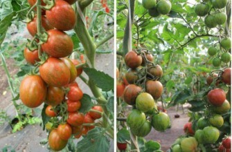 มะเขือเทศลายทาง