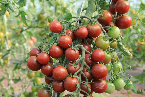 แปรงมะเขือเทศ