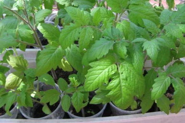 ต้นกล้ามะเขือเทศ