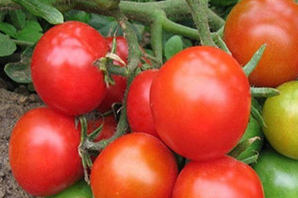 มะเขือเทศพรีเมียร์