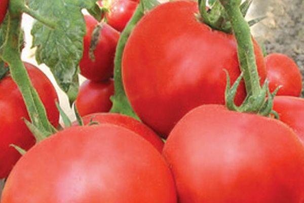 มะเขือเทศพรีเมียร์