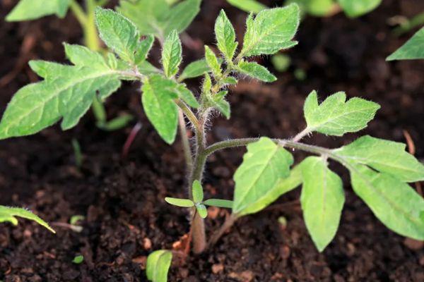 งอกในดิน