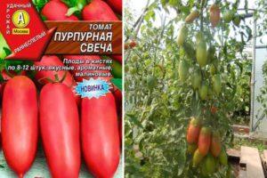 คำอธิบายเกี่ยวกับมะเขือเทศพันธุ์เทียนม่วงและการปลูกพันธุ์โดยใช้ต้นกล้า