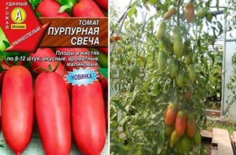 มะเขือเทศผลยาว