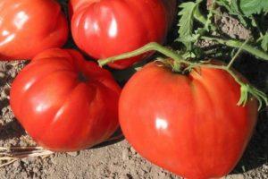 ลักษณะของมะเขือเทศเฟลมมิ่งฮาร์ทและเทคนิคการปลูก