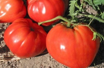 มะเขือเทศรูปหัวใจ