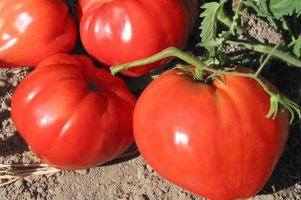 มะเขือเทศรูปหัวใจ