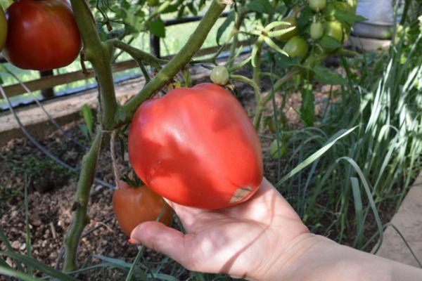 มะเขือเทศในเรือนกระจก