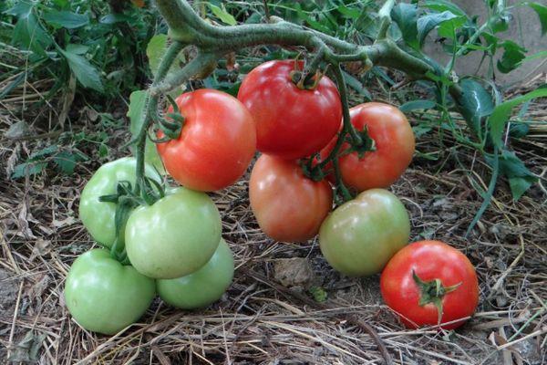 Brosse à tomates