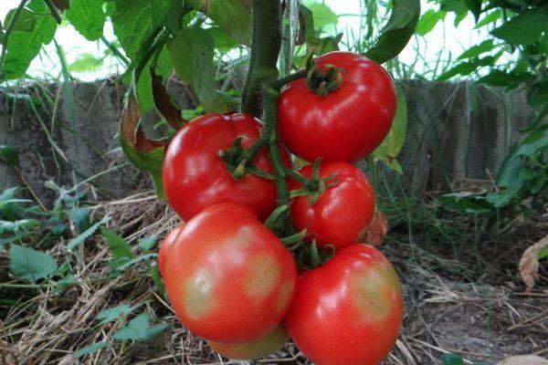Tomates en serre
