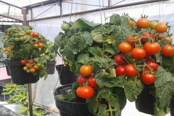 มะเขือเทศในกระถาง