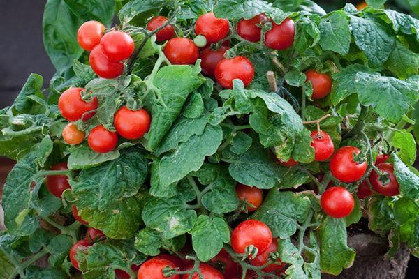 มะเขือเทศแคระ