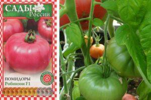 Description de la variété de tomate précoce Robinson et recommandations pour la culture de la plante