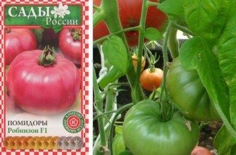 เมล็ดมะเขือเทศ