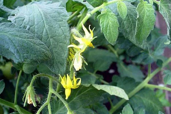 ดอกมะเขือเทศ