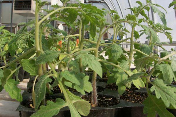 ถั่วงอกมะเขือเทศ