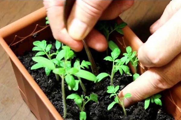 ต้นกล้ามะเขือเทศ