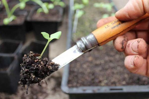 Cueillette de tomates