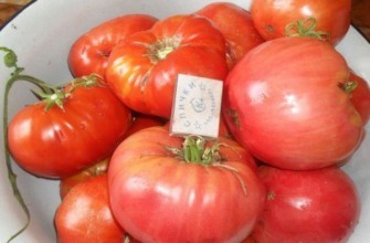 มะเขือเทศโรสแมรี่