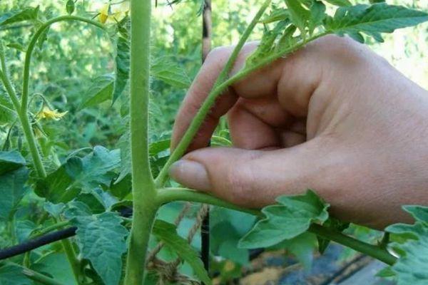 การดูแลรักษามะเขือเทศ