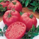 ผลมะเขือเทศ