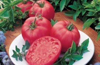 ผลมะเขือเทศ