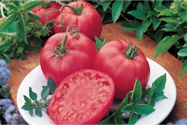 ผลมะเขือเทศ