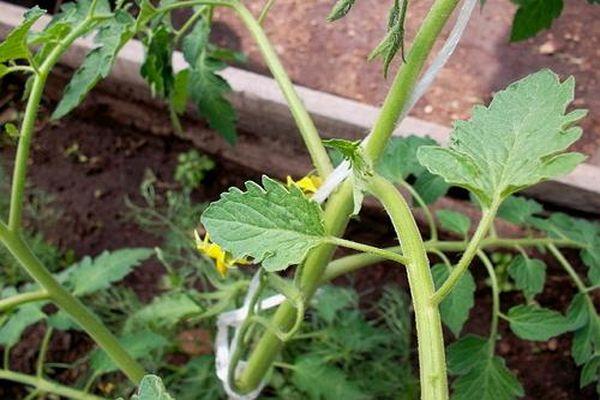 ดอกมะเขือเทศ