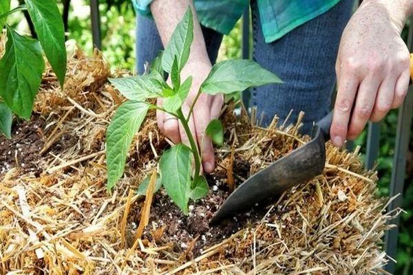 ต้นกล้ามะเขือเทศ