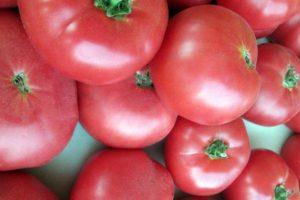 Caractéristiques et description de la tomate Pink Dawn, techniques de culture