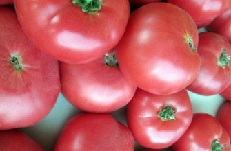 มะเขือเทศสีชมพู