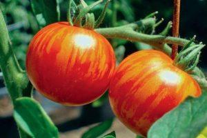 ลักษณะของมะเขือเทศ Ryabchik คุณสมบัติการเพาะปลูก และบทวิจารณ์ของคนสวน