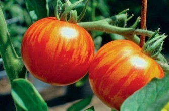 มะเขือเทศไรอับชิก