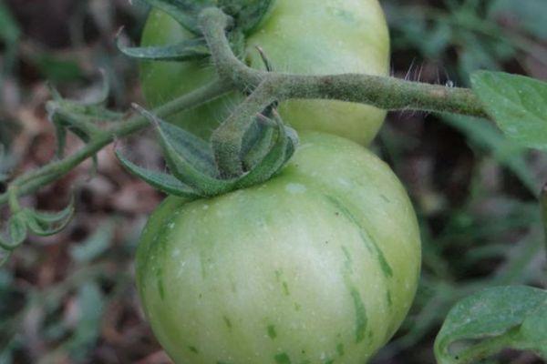 Tomates vertes
