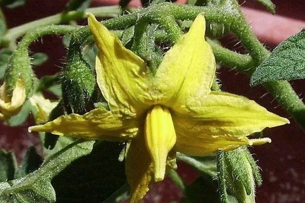 ดอกมะเขือเทศ