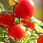 มะเขือเทศผลเล็ก