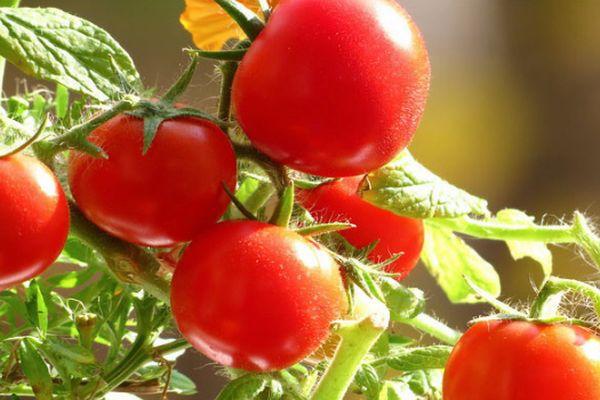 มะเขือเทศผลเล็ก